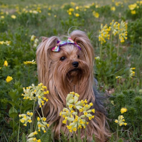Jaro s pejskem: radost z procházek, ale i na co si dát pozor
