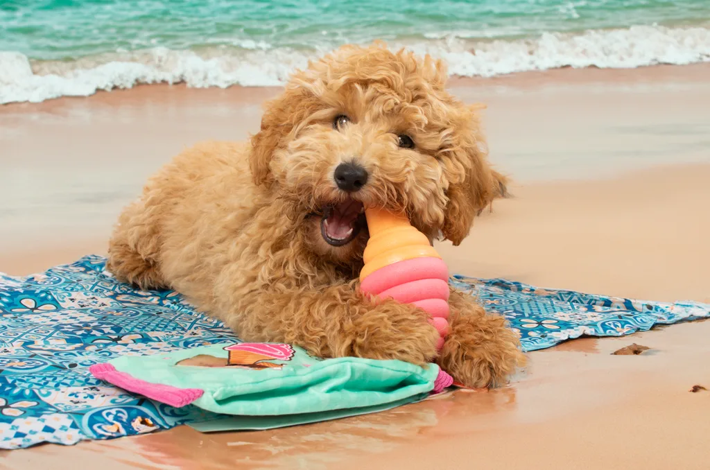 Cestování, léto a dovolená se psem