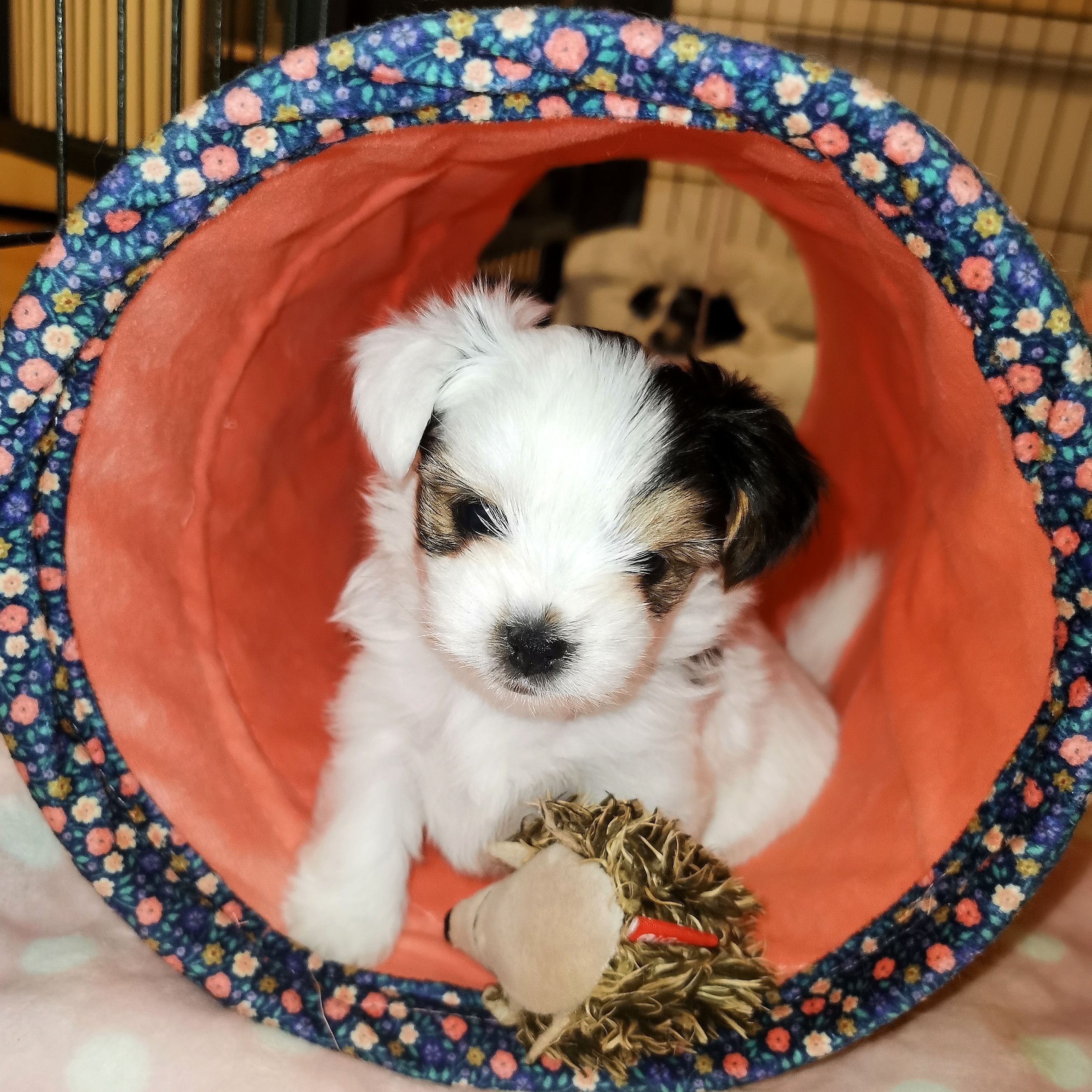 ZOLUX šustící tunel ETHICAT FLORAL lososový