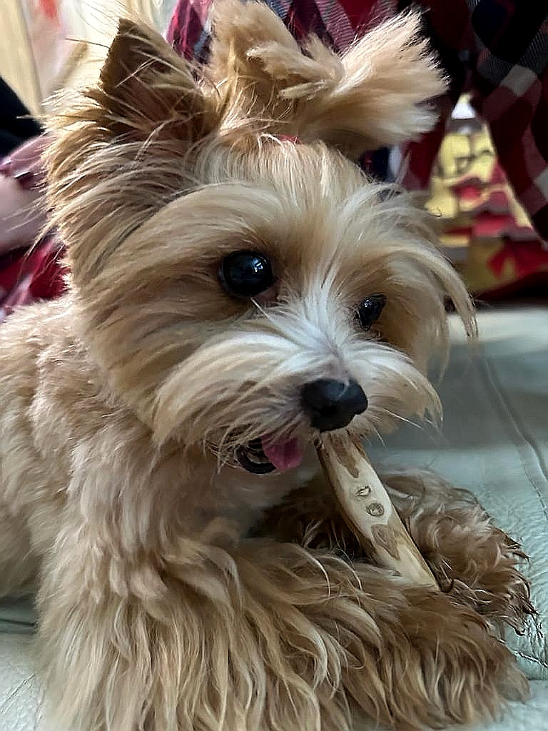 KIWI WALKER Kávové dřevo XS 12cm