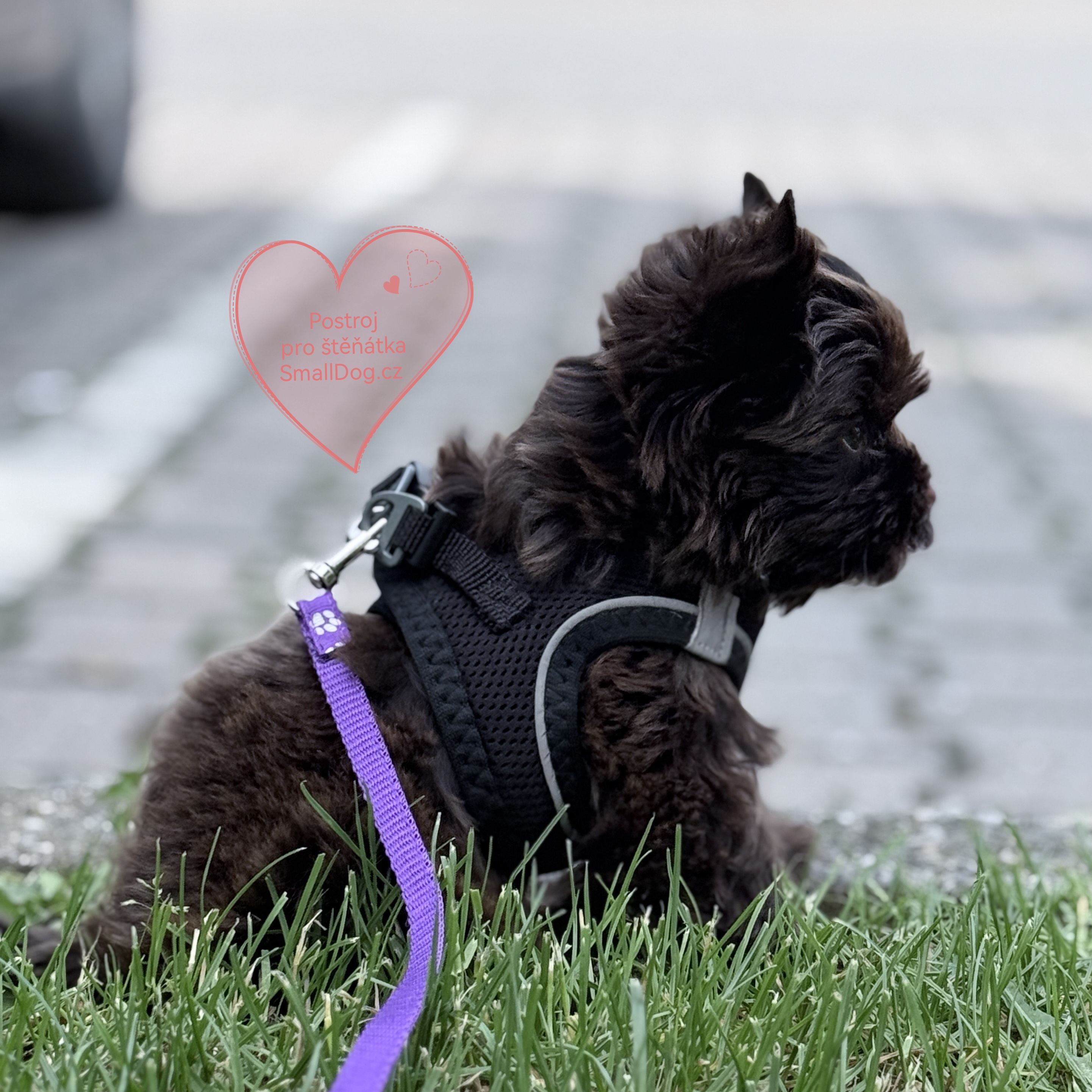 Farm company soft mesh postroj pro psy černý XXS 28-32cm