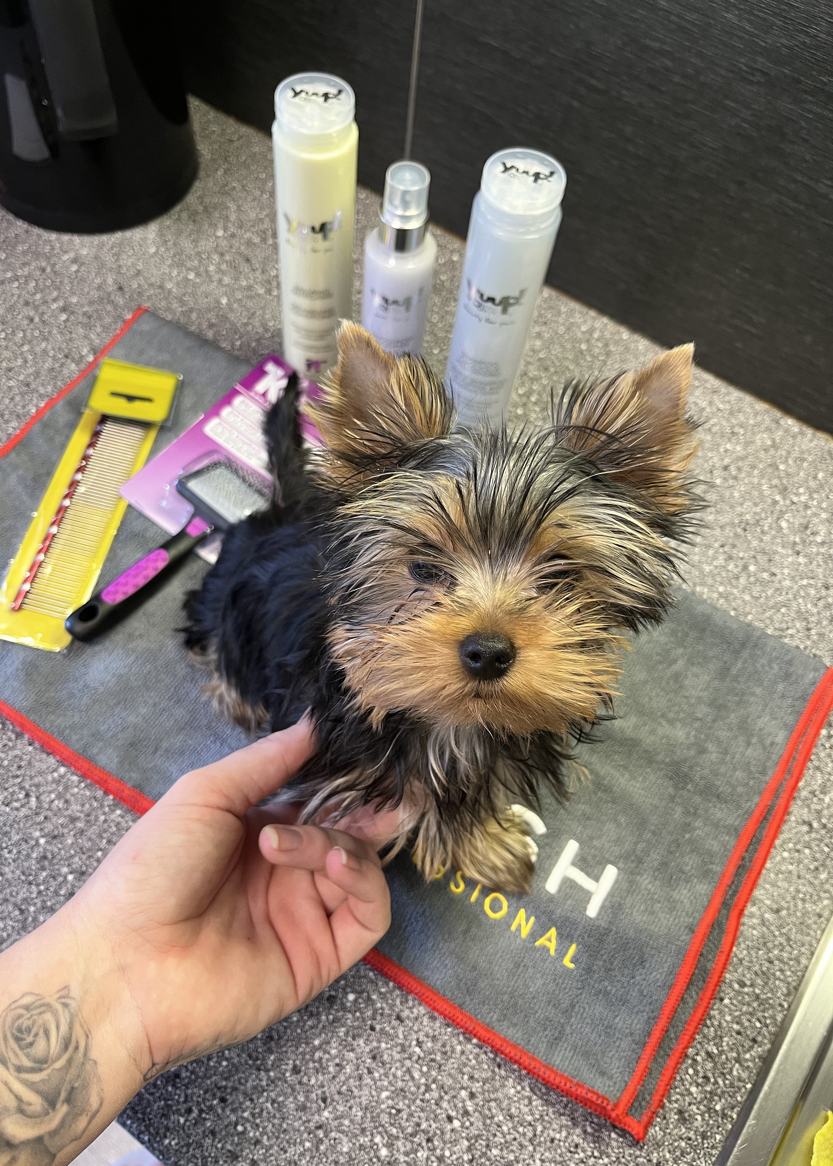 KW kartáč jemný malý s pogumovanými hroty (3,5 x 5 cm)