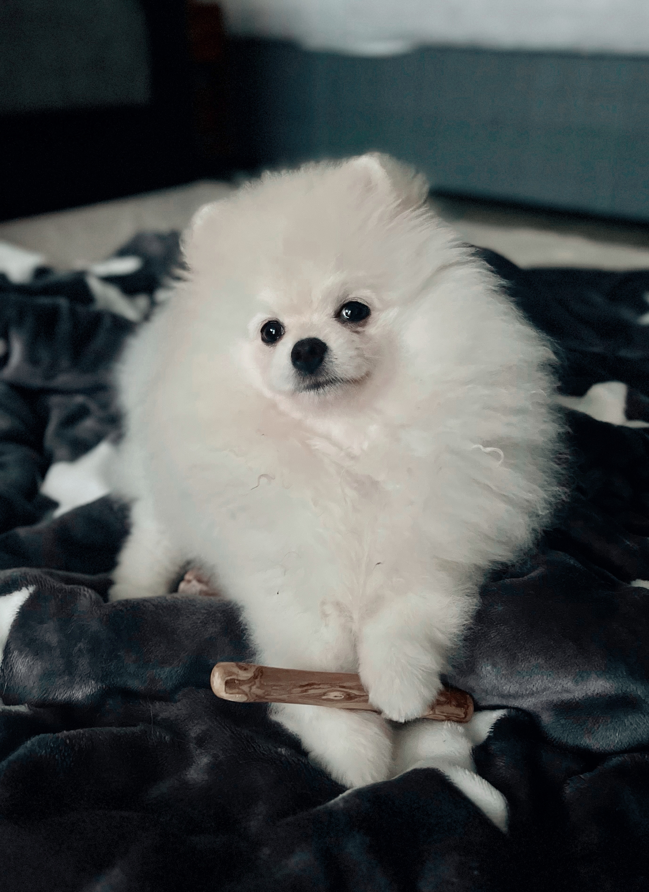 KIWI WALKER Kávové dřevo XS 12cm