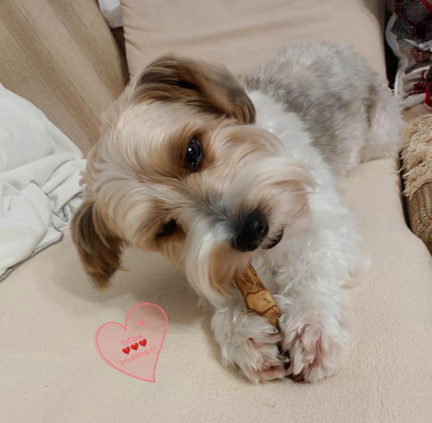 KIWI WALKER Kávové dřevo XS 12cm