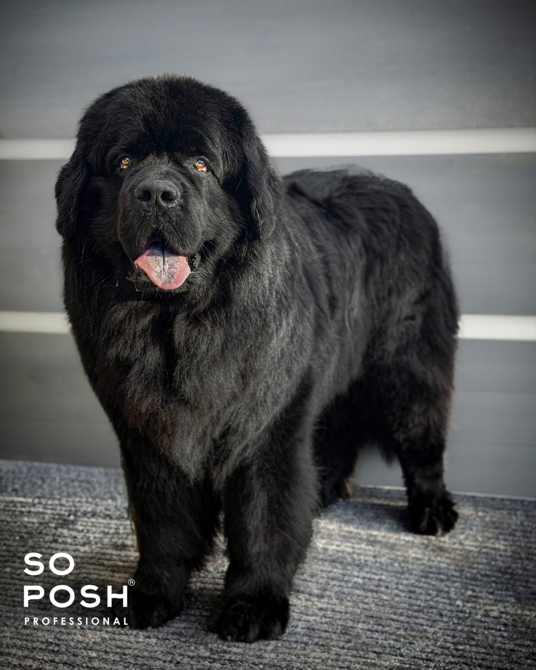 SO POSH Hluboce hydratační kondicionér Fantastic 250ml 